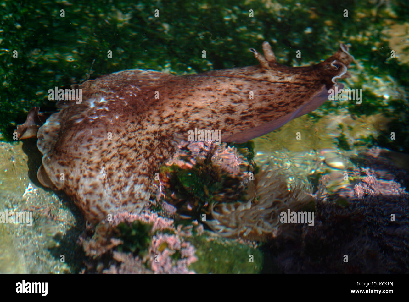 Aplysia californica hires stock photography and images Alamy