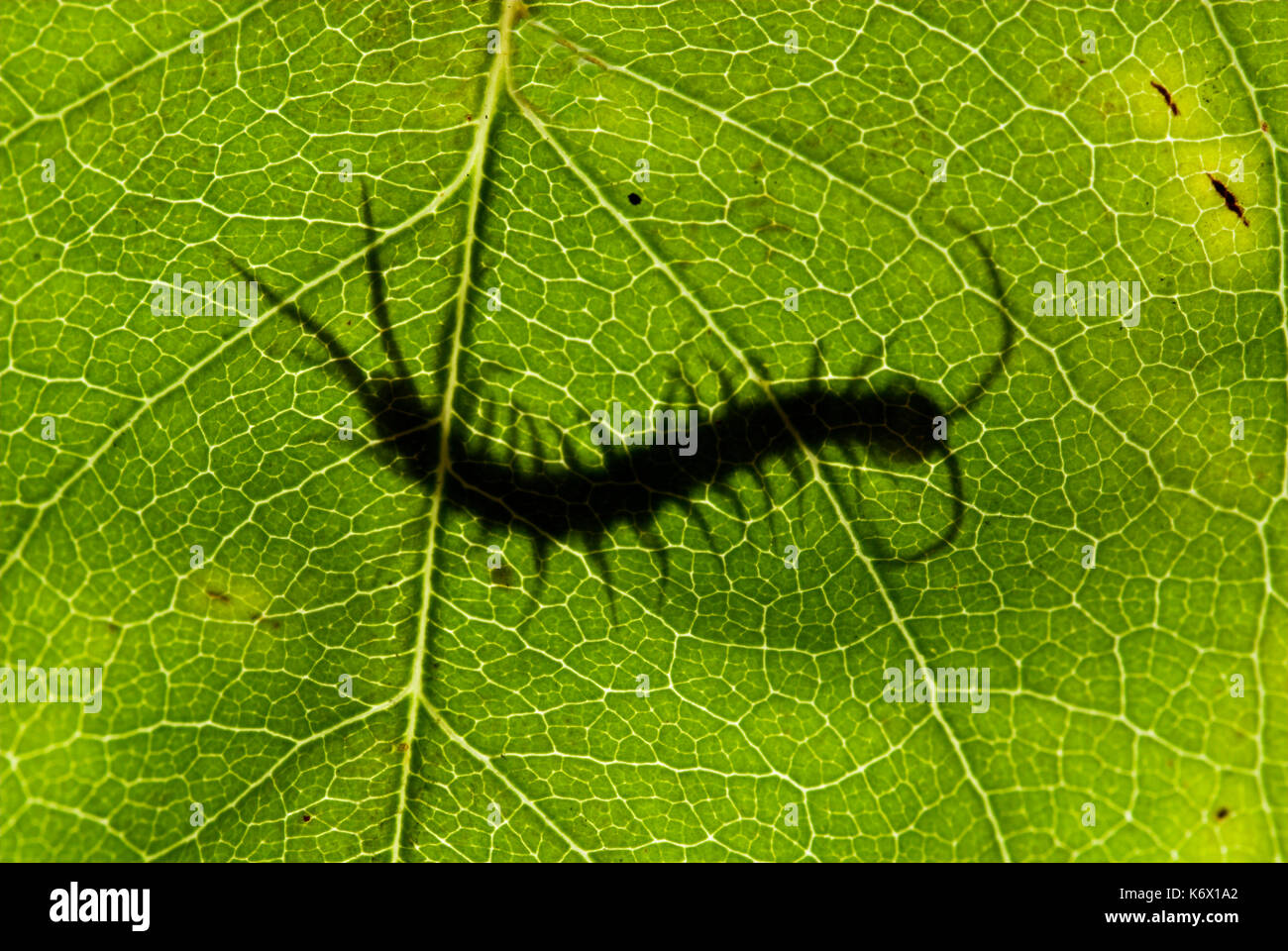 Common Centipede, Lithobius species, backlight, silhouette, on leaf in garden, showing head, segmented body, antennae and legs Stock Photo