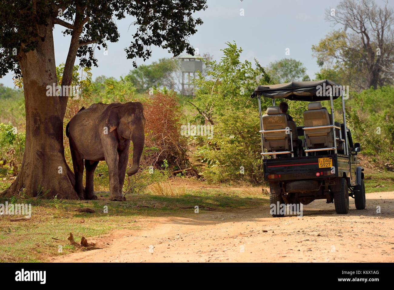 Sri Lanka, Uva province, Udawalawe National Park, tourists watching at Asian elephants (Elephas maximus) from a four wheel drive Stock Photo