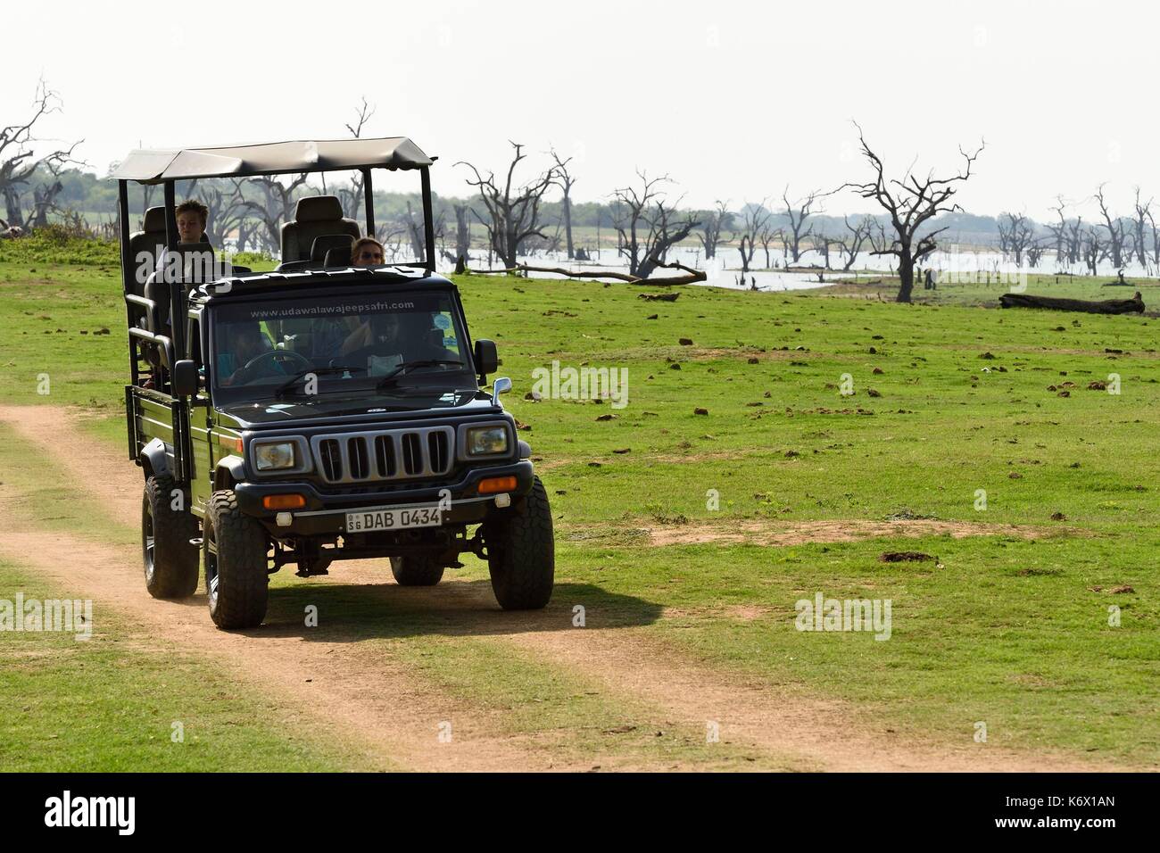 Sri Lanka, Uva province, Udawalawe National Park, safari in a four wheel drive, the dead trees in the background are submerged under water during the monsoon rains Stock Photo