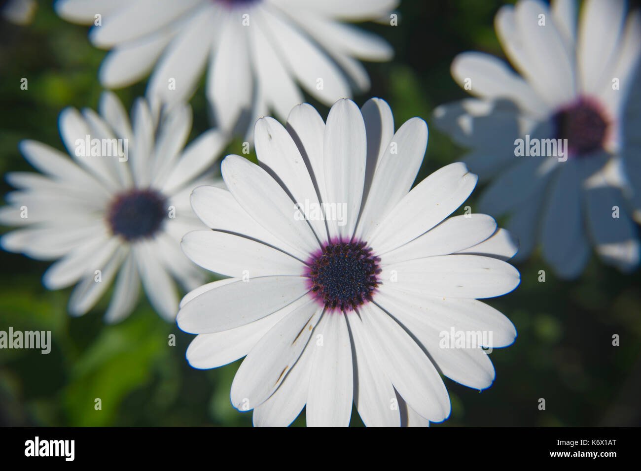 white daisy flower Stock Photo