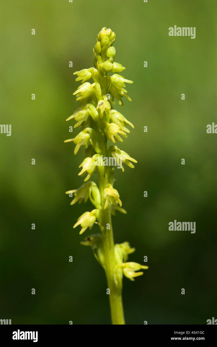 Musk Orchid, Hurminium monorchis, Pargate, Kent, chalk dowland flower, southern eastern england Stock Photo