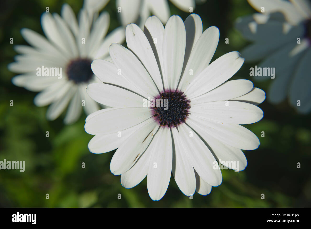 white daisy flower Stock Photo