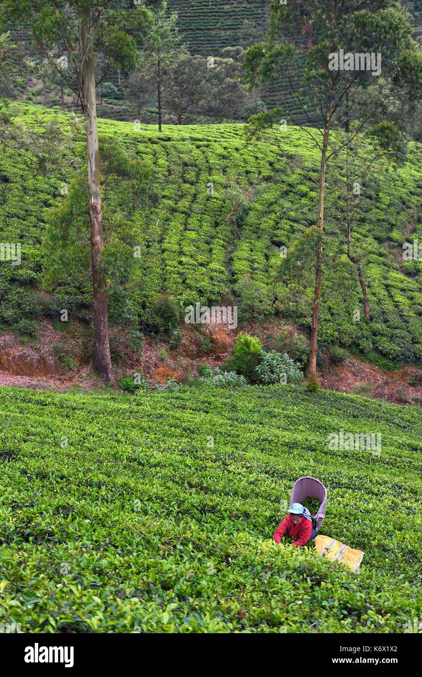 Sri Lanka, Central province, the popular scenic train ride through the tea growing hill country