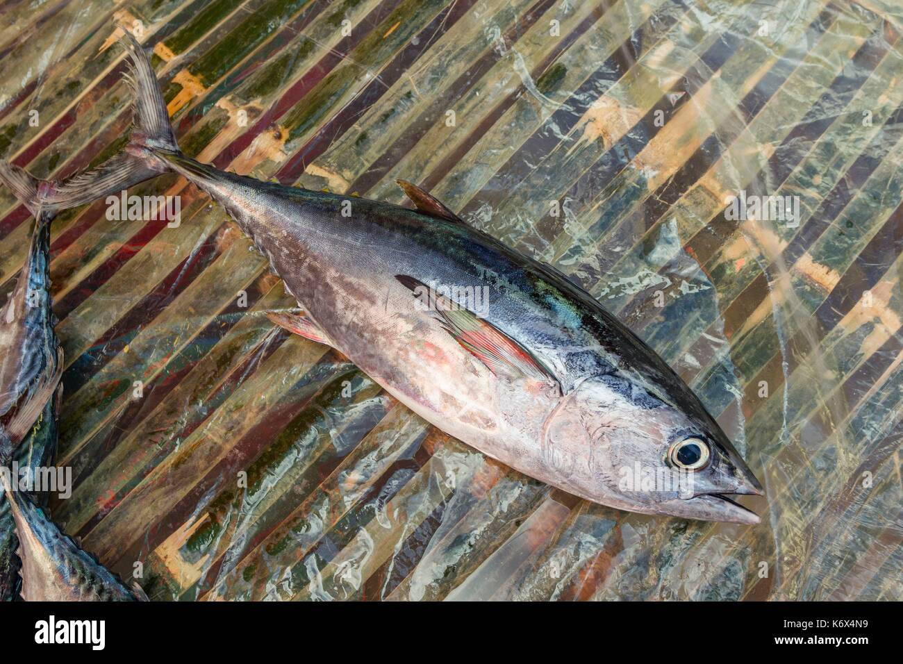 Philippines, Palawan, Aborlan, small yellowfin tuna (Thunnus albacares) Stock Photo