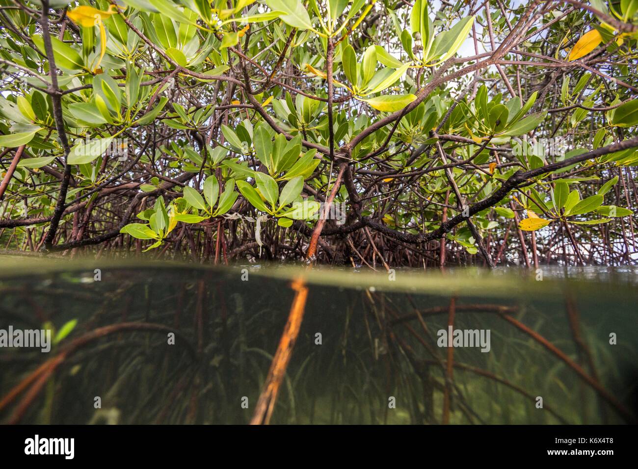 Philippines, Palawan, Aborlan, East Coast, Malanao Island, mangrove ...