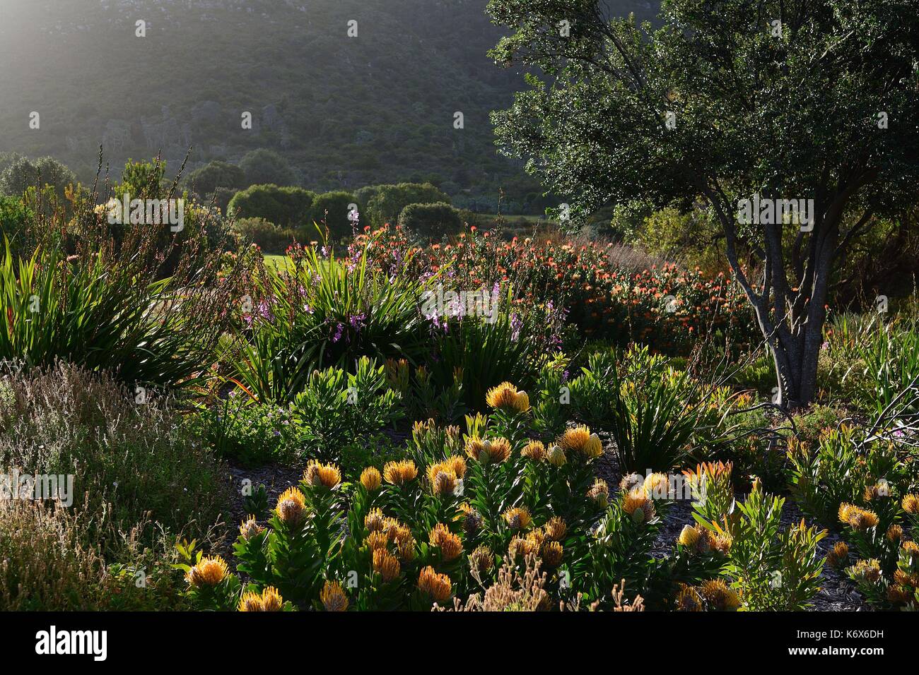 South Africa, Western Cape, Cape Town, Kirstenbosch Botanical Garden, erica (ericaceae) and protea (proteaceae) Stock Photo