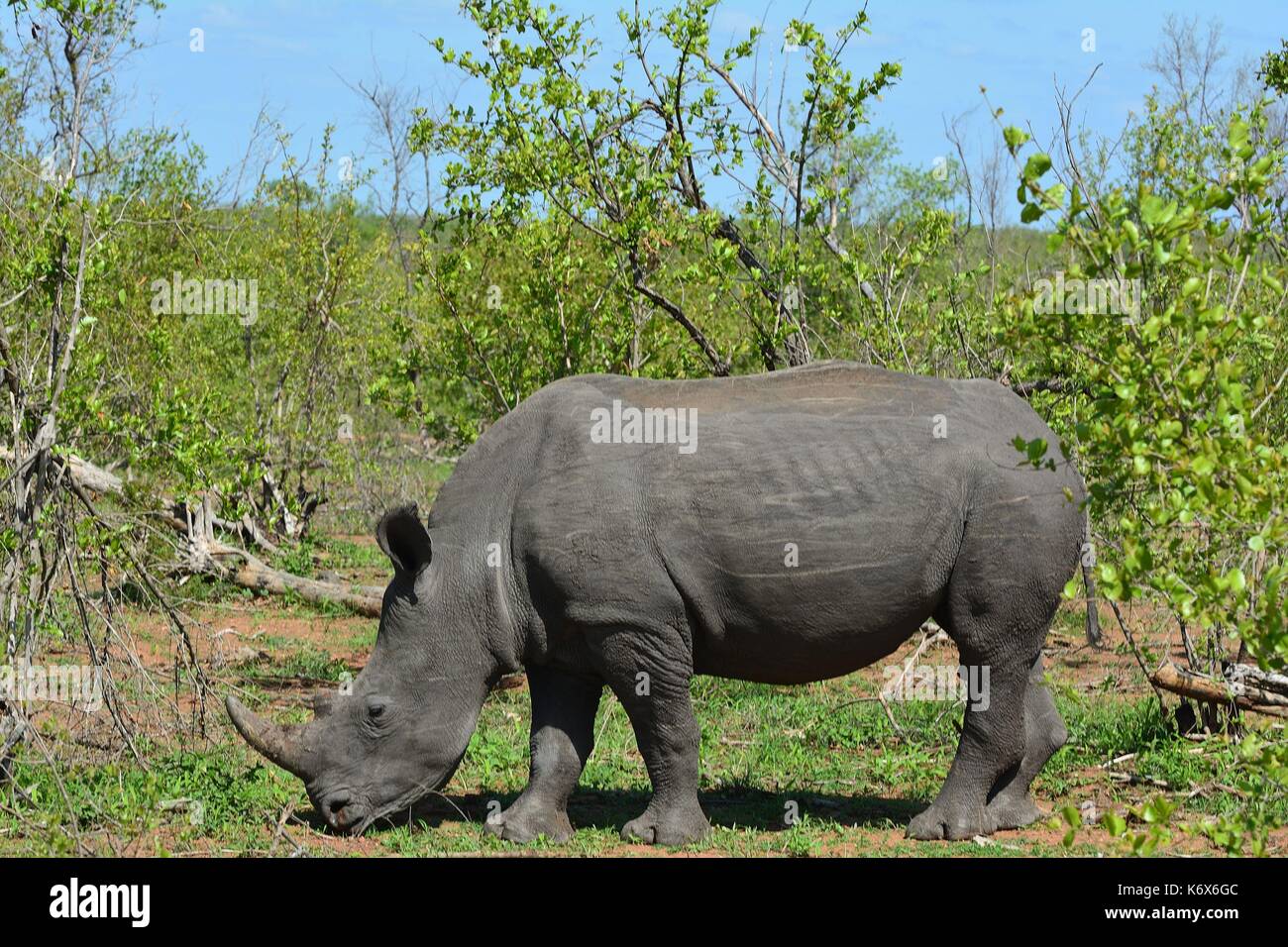 South Africa, Mpumalanga Limpopo, Kruger National Park, wildlife