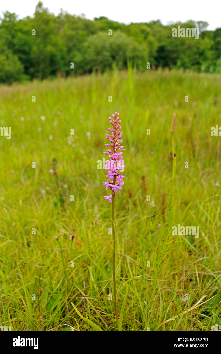 A Fragrant Orchid, Gymnadenia conopsea, on Southrepps Common, Norfolk, England, United Kingdom. Stock Photo