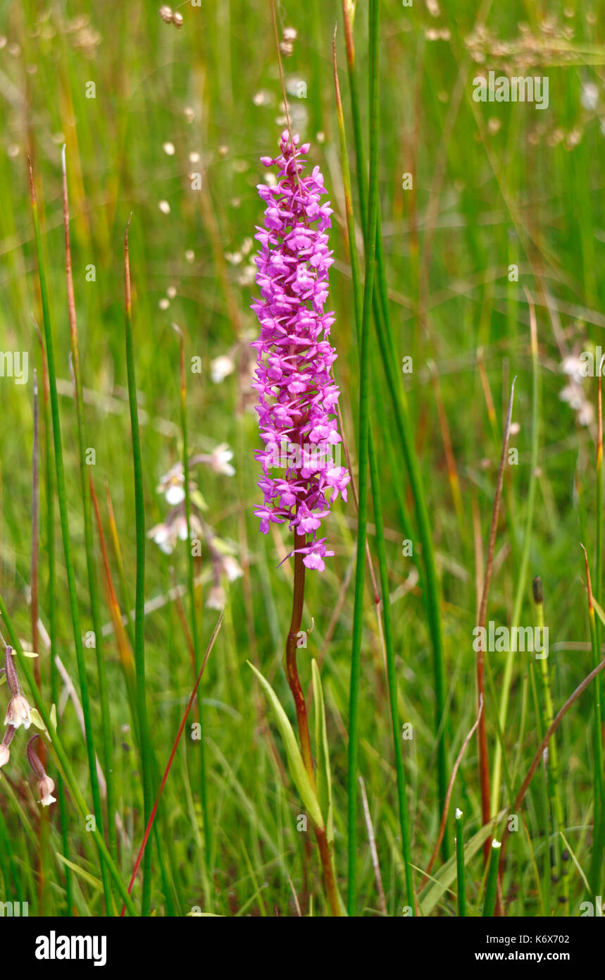 A Fragrant Orchid, Gymnadenia conopsea, on Southrepps Common, Norfolk, England, United Kingdom. Stock Photo