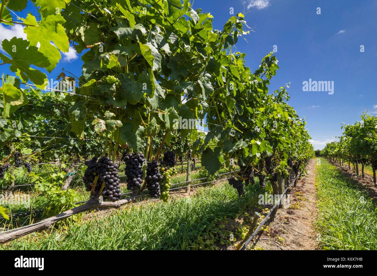 New Zealand, North Island, Hawkes Bay, Havelock North, vineyard Stock Photo