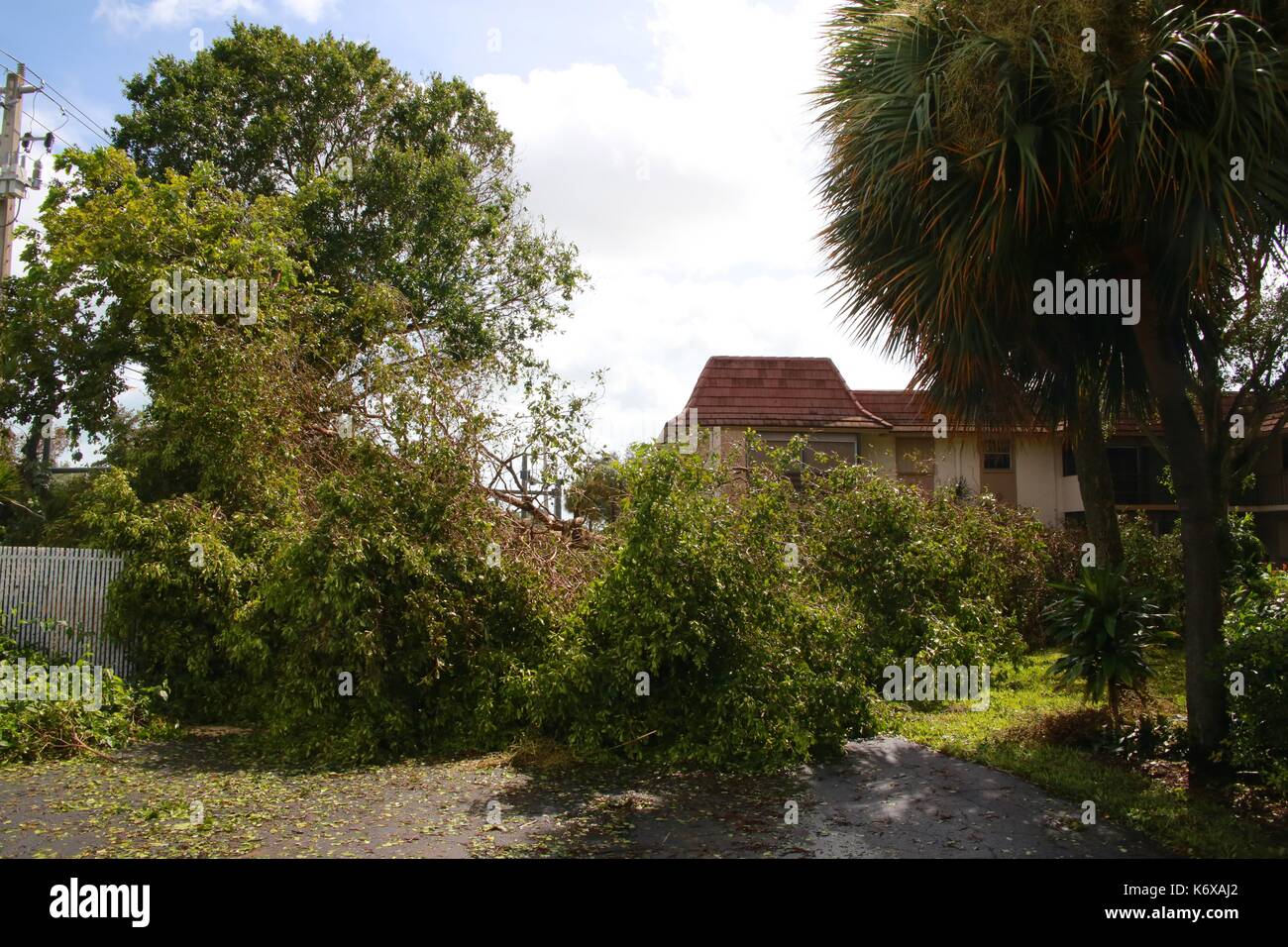 Trees Collapsed at Boca Linda East from Hurricane Irma Stock Photo - Alamy