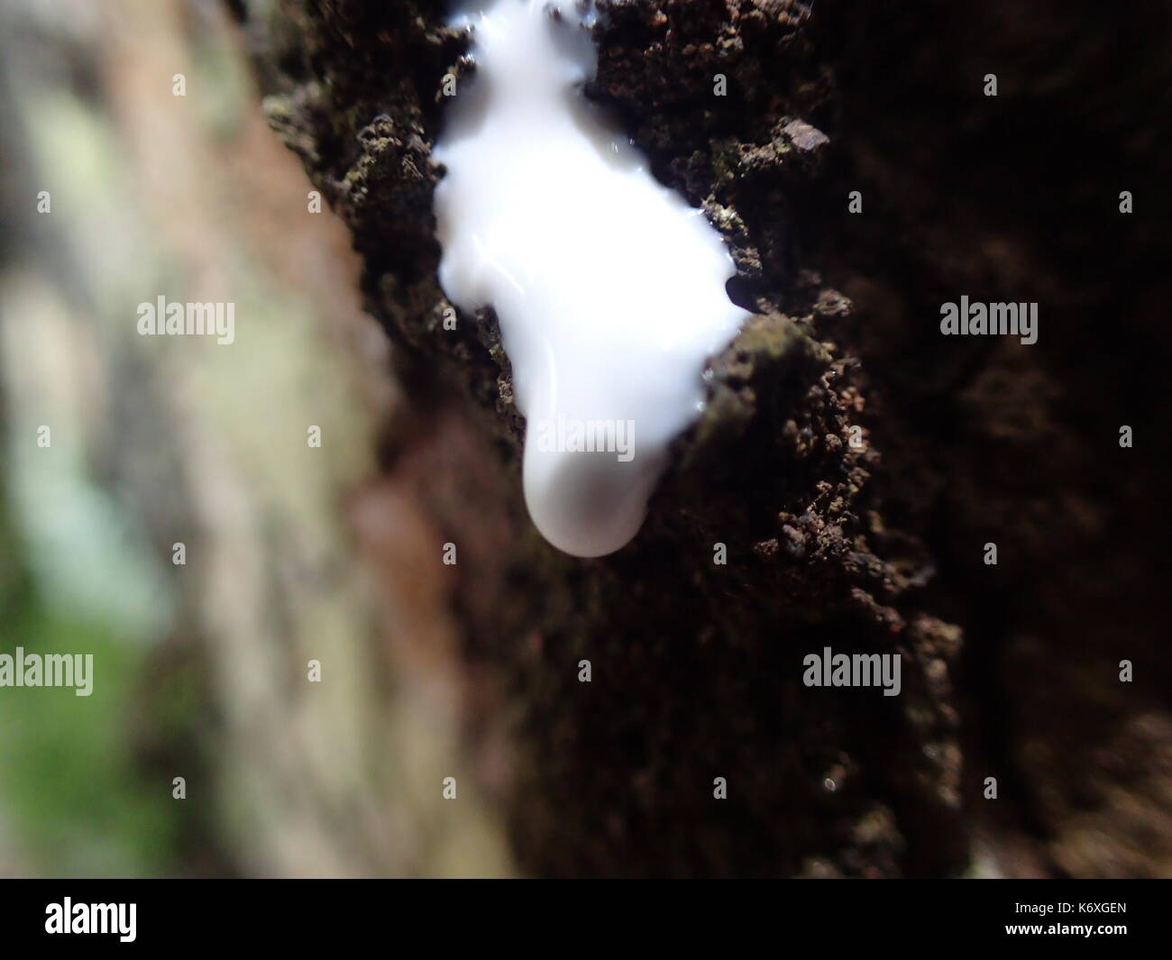 Philippines. 13th Sep, 2017. Process of getting resin from the rubber