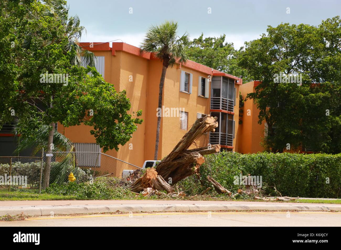 Stump from Tree Cut in Half from Hurricane Irma in Front of Townhomes