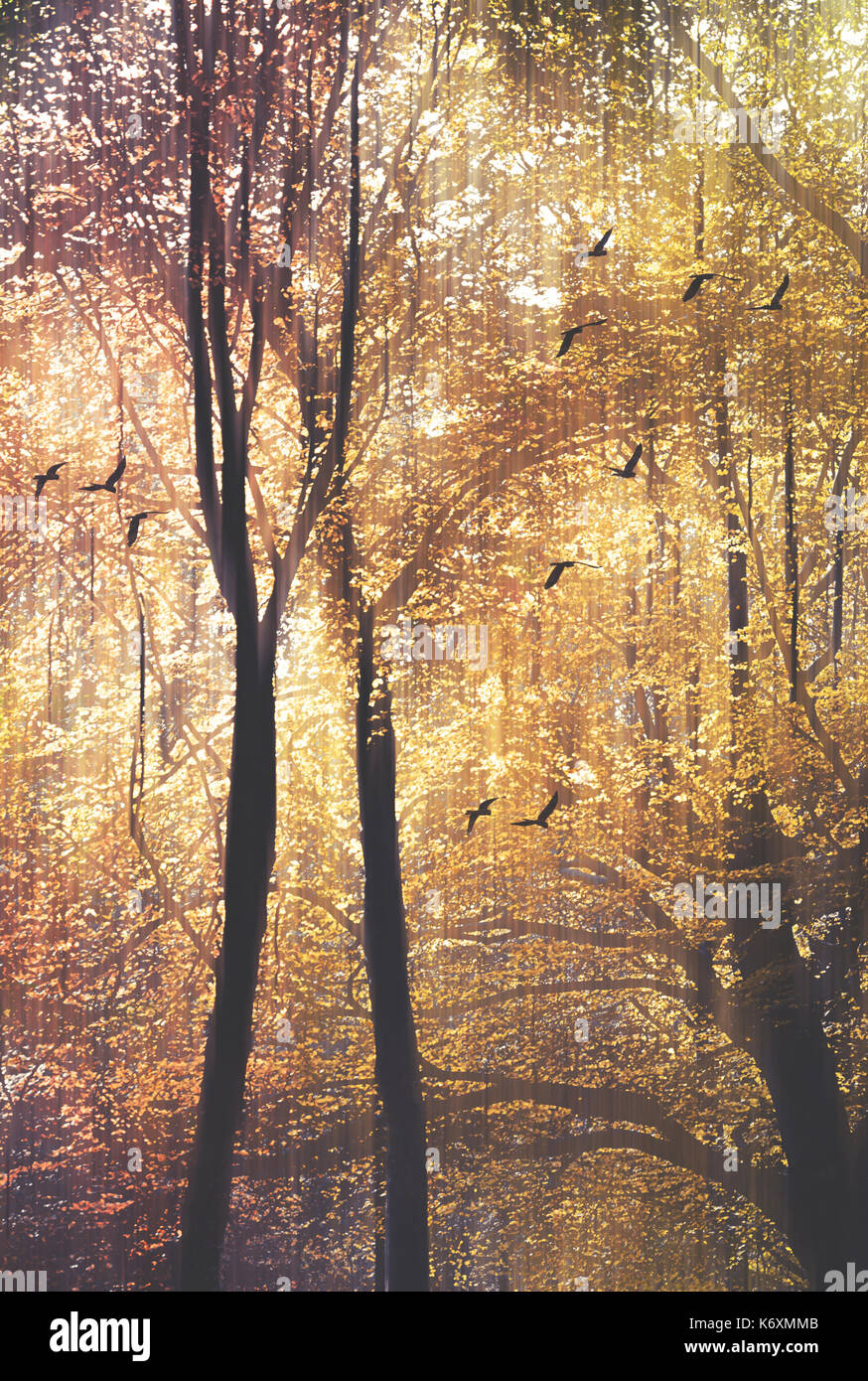 Birds in flight and sunlight filtering through the tree canopy in an ...