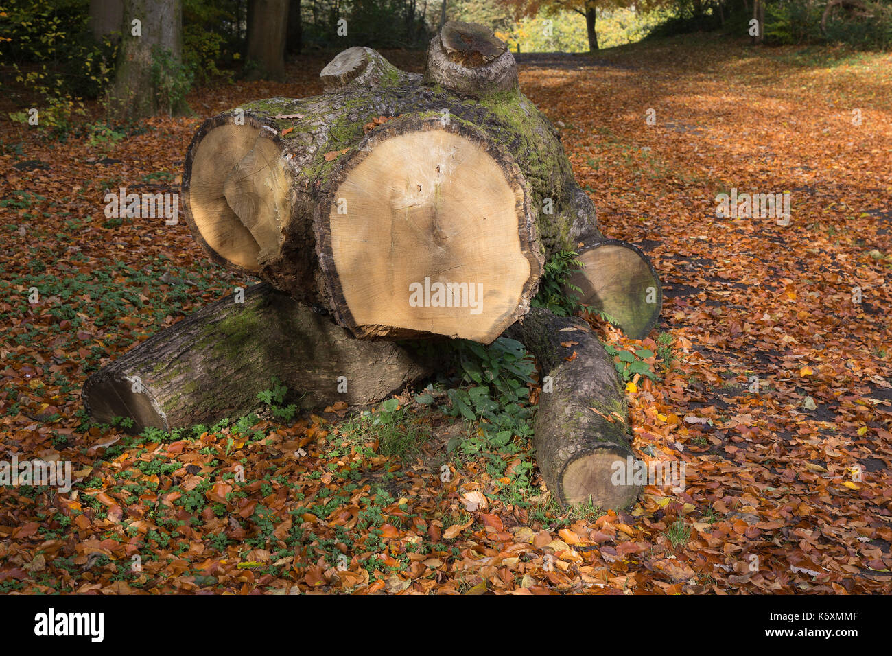 Alien tree cutting Stock Photo - Alamy