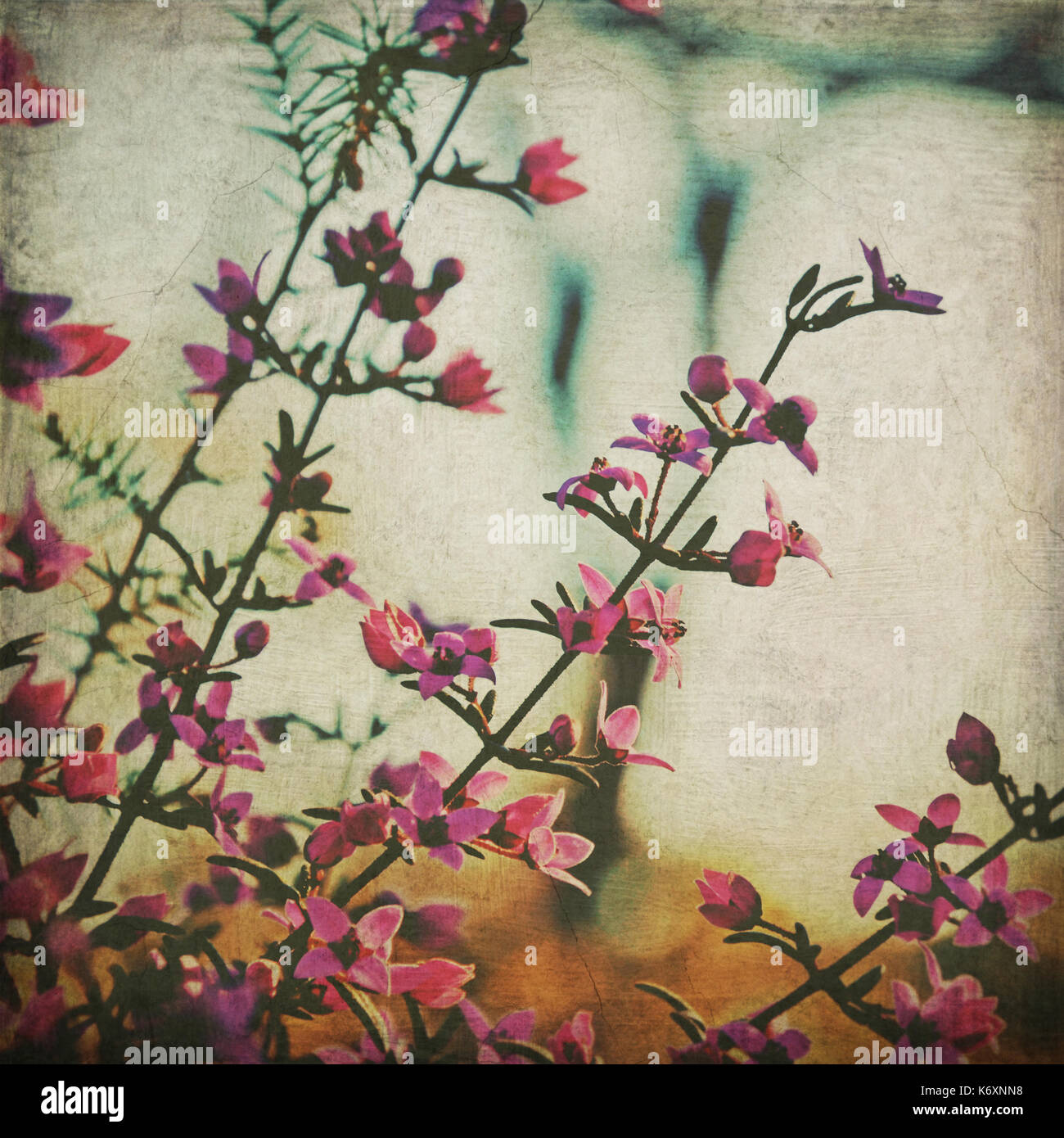 Vintage style Australian native Boronia in Bloom in the Australian bush ...