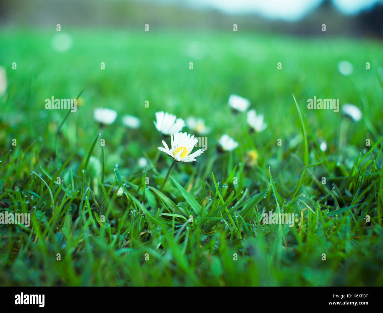 spring flower in forest Stock Photo - Alamy