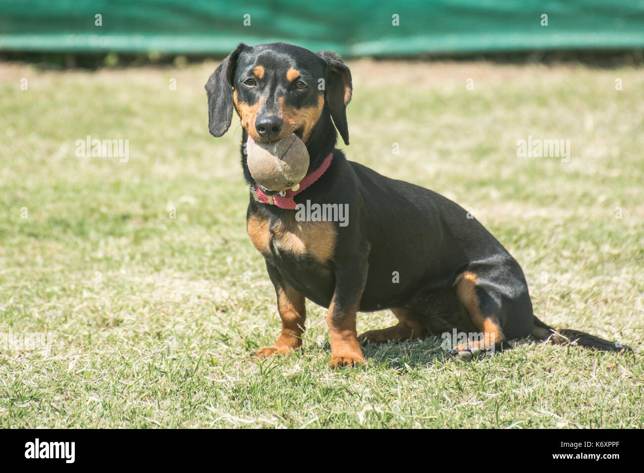 Black Short Haired Dachshund Dog Sitting On The Grass With A Ball