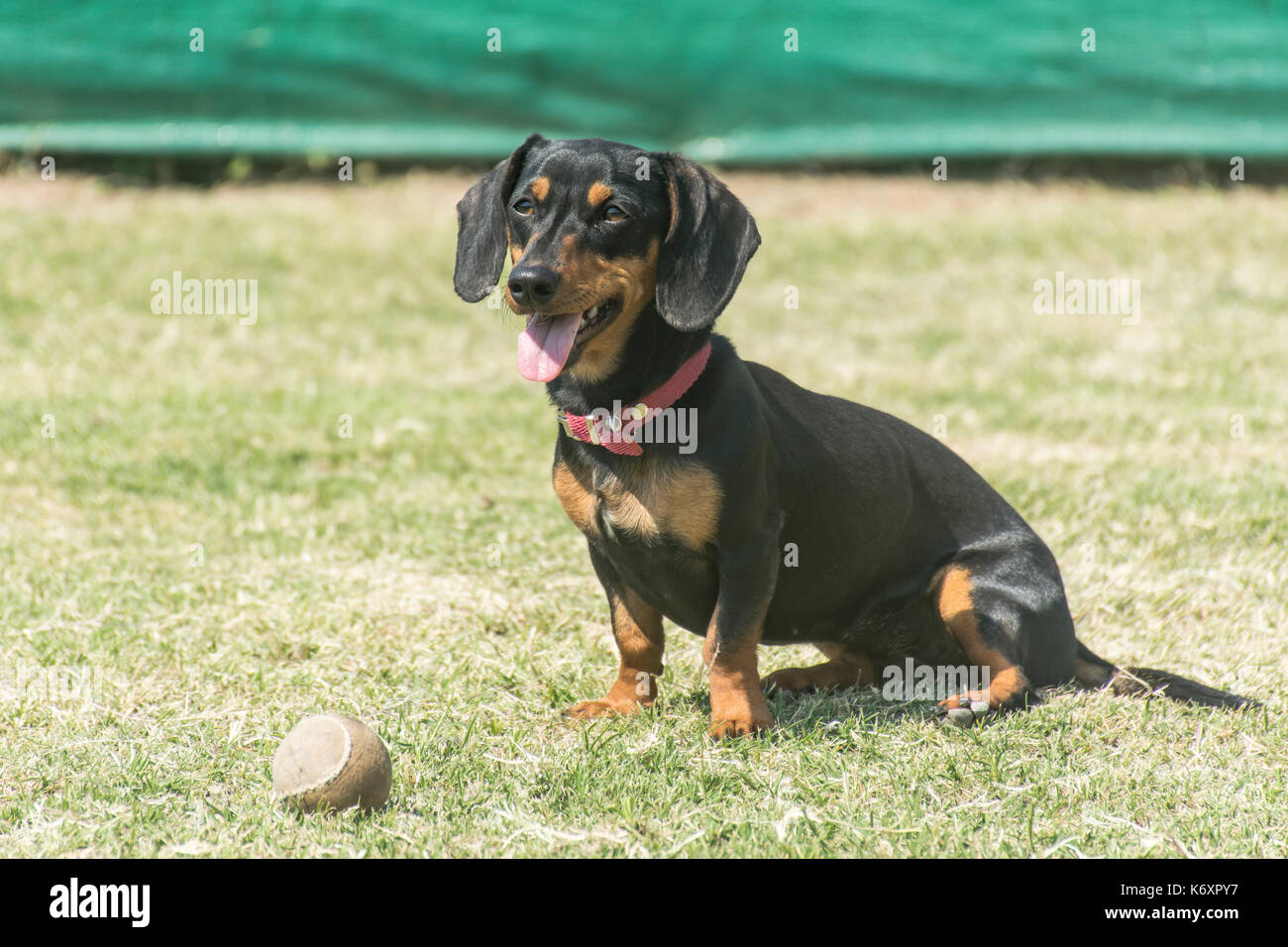 Black short-haired dachshund dog sitting on the grass with a ball Stock Photo