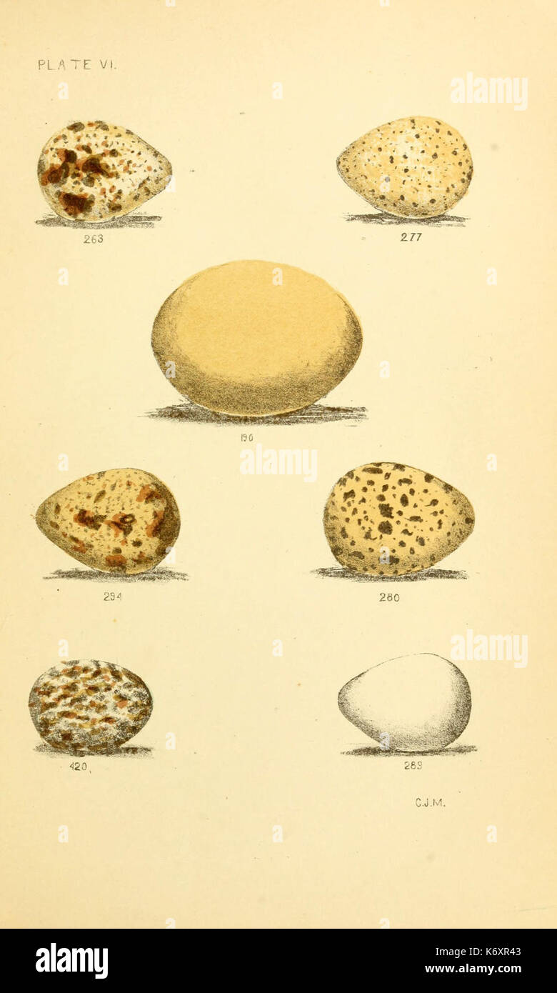 Eggs of North American birds (6237077661) Stock Photo