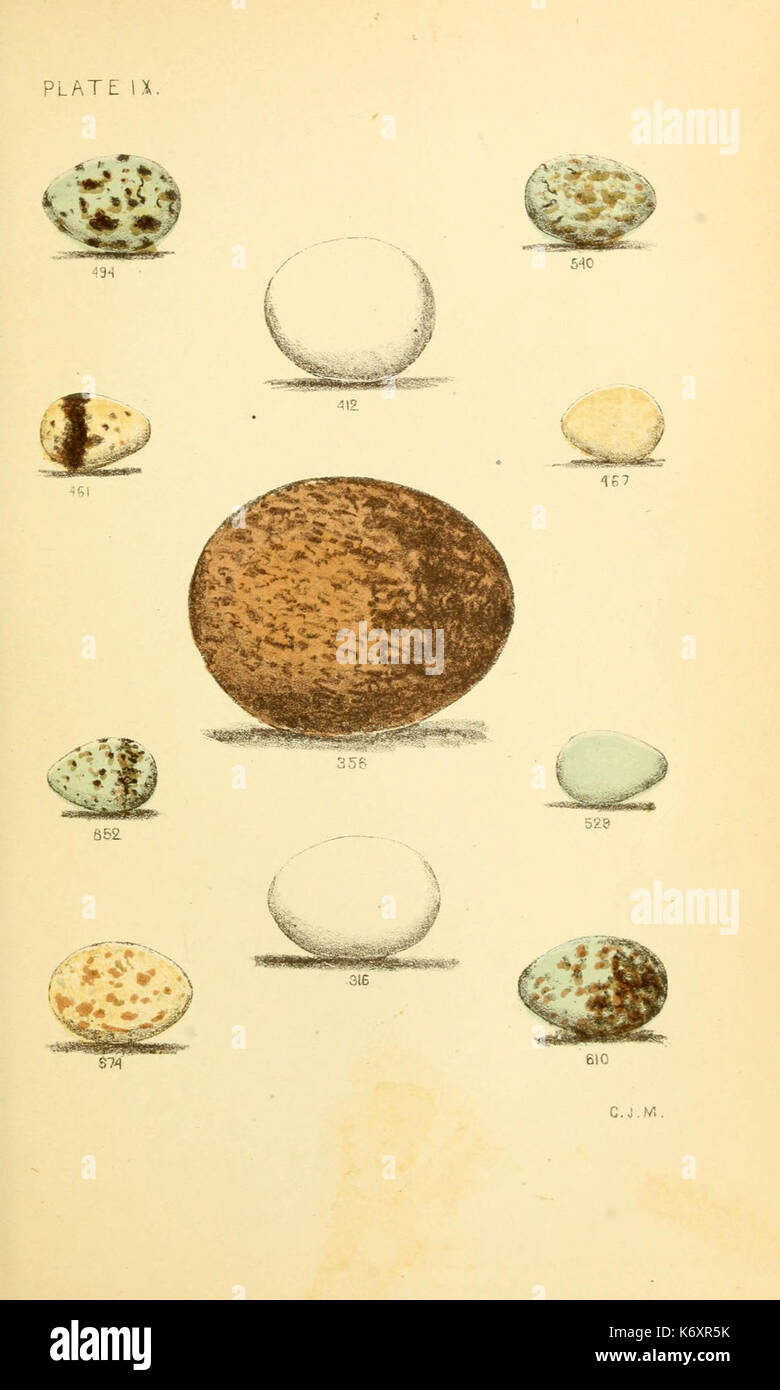 Eggs of North American birds (6237078157) Stock Photo