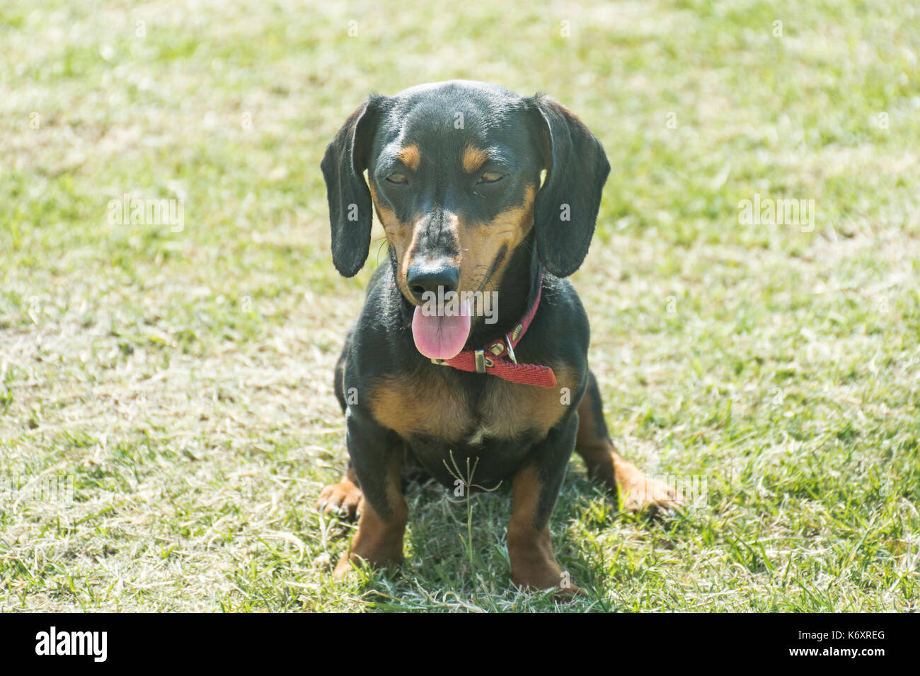 Black short-haired dachshund dog sitting on the grass Stock Photo