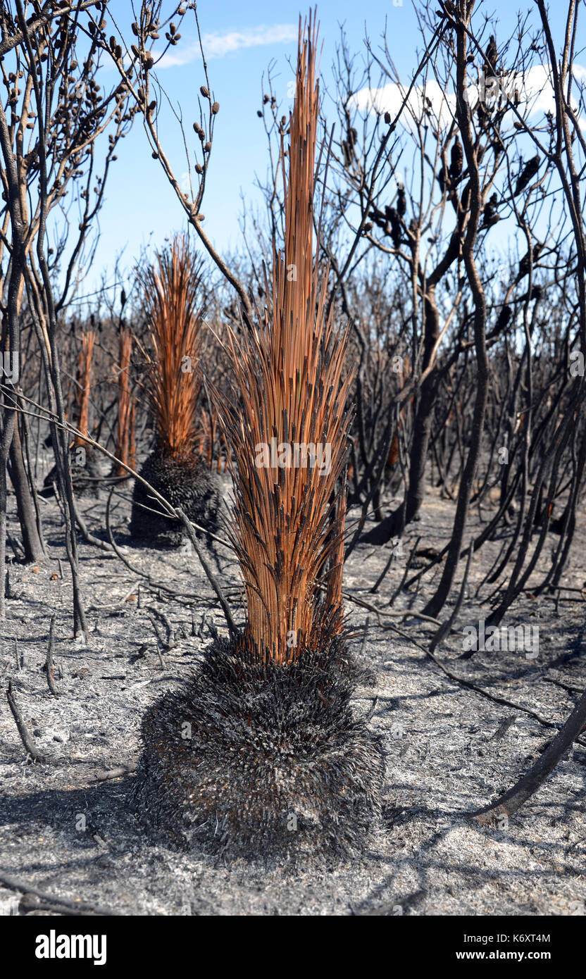 Burnt grass tree, Xanthorrhoea, and scorched earth after a bushfire in heathland in Kamay Botany Bay National Park, NSW, Australia. Stock Photo