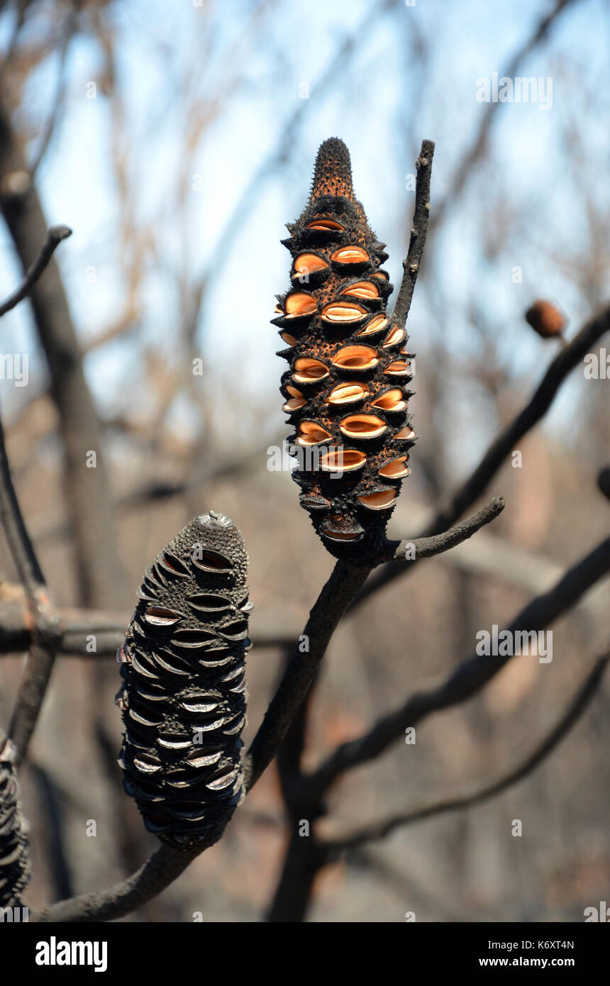 Burnt Banksia cones releasing seeds. Opened by a bushfire in heathland in Kamay Botany Bay National Park, NSW, Australia Stock Photo