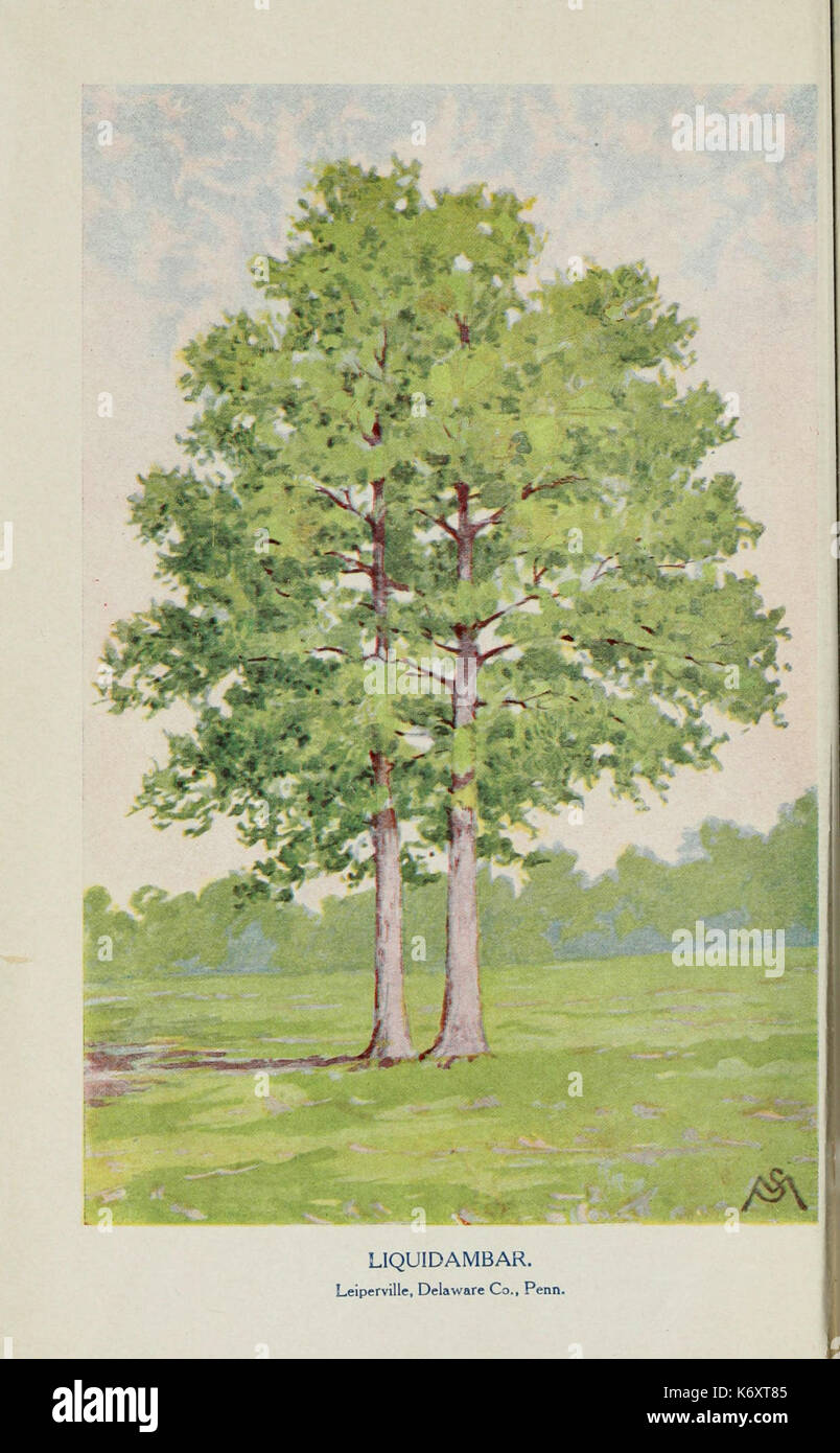 Familiar trees and their leaves, described and illustrated by F. Schuyler Mathews, with illus. in colors and over two hundred drawings by the author, and an introd. by L.H. Bailey (Plate) (6254944404) Stock Photo