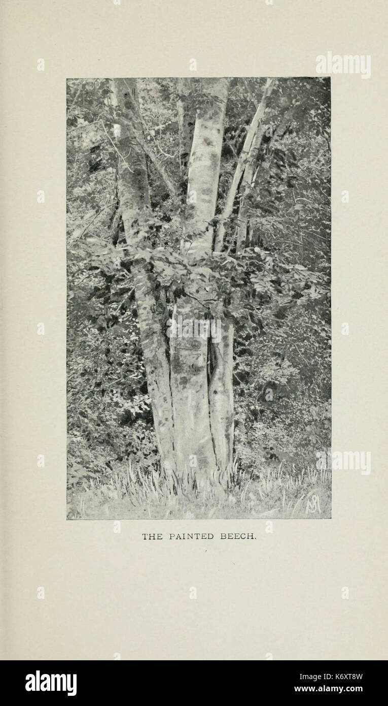 Familiar trees and their leaves, described and illustrated by F. Schuyler Mathews, with illus. in colors and over two hundred drawings by the author, and an introd. by L.H. Bailey (Plate) (6254413647) Stock Photo