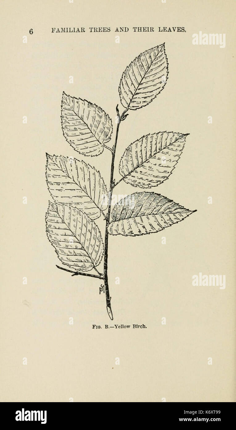 Familiar trees and their leaves, described and illustrated by F. Schuyler Mathews, with illus. in colors and over two hundred drawings by the author, and an introd. by L.H. Bailey (Page 6) (6254414305) Stock Photo