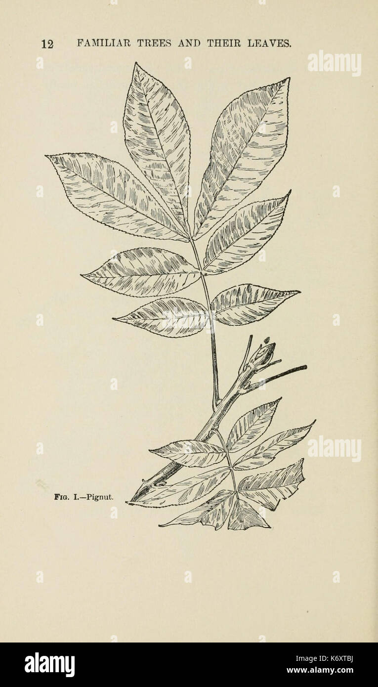Familiar trees and their leaves, described and illustrated by F. Schuyler Mathews, with illus. in colors and over two hundred drawings by the author, and an introd. by L.H. Bailey (Page 12) (6254946884) Stock Photo