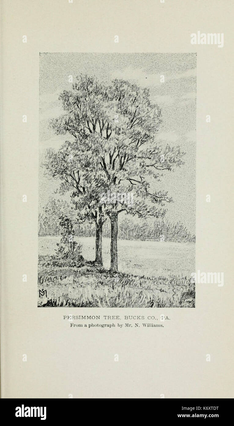 Familiar trees and their leaves, described and illustrated by F. Schuyler Mathews, with illus. in colors and over two hundred drawings by the author, and an introd. by L.H. Bailey (Plate) (6254416909) Stock Photo