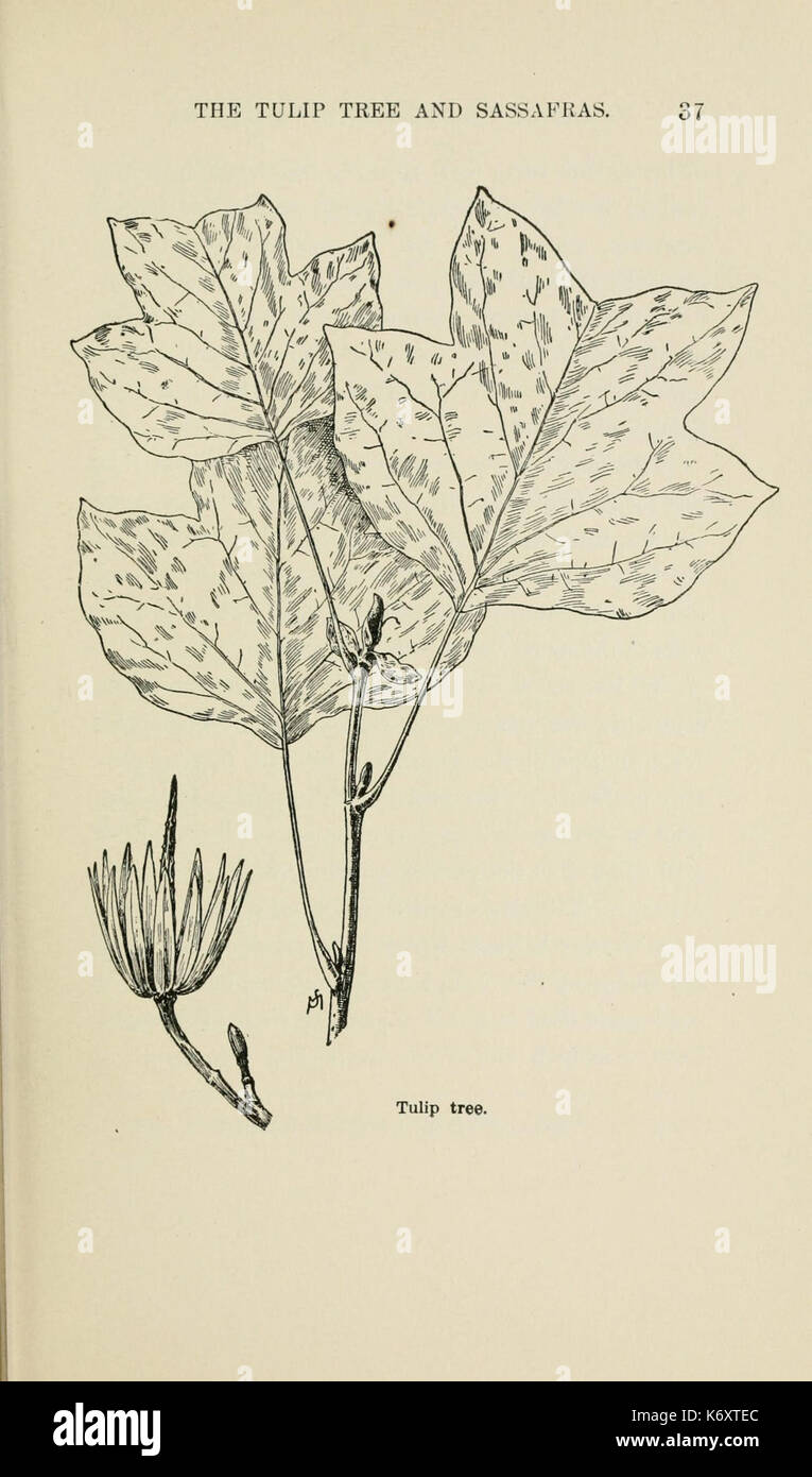 Familiar trees and their leaves, described and illustrated by F. Schuyler Mathews, with illus. in colors and over two hundred drawings by the author, and an introd. by L.H. Bailey (Page 37) (6254417155) Stock Photo