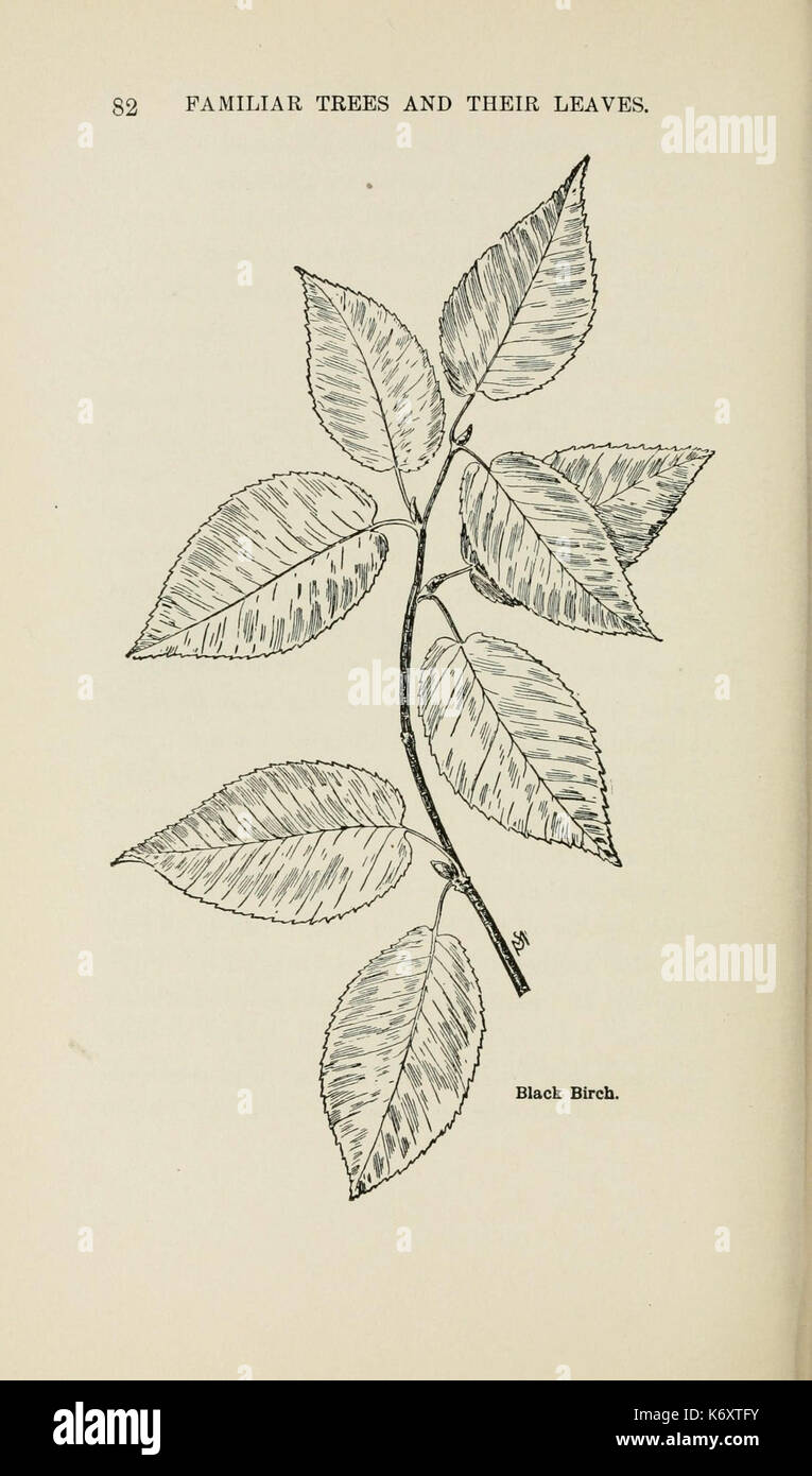 Familiar trees and their leaves, described and illustrated by F. Schuyler Mathews, with illus. in colors and over two hundred drawings by the author, and an introd. by L.H. Bailey (Page 82) (6254418299) Stock Photo