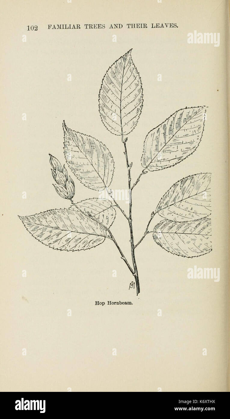 Familiar trees and their leaves, described and illustrated by F. Schuyler Mathews, with illus. in colors and over two hundred drawings by the author, and an introd. by L.H. Bailey (Page 102) (6254951372) Stock Photo