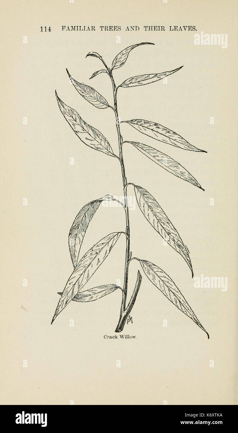Familiar trees and their leaves, described and illustrated by F. Schuyler Mathews, with illus. in colors and over two hundred drawings by the author, and an introd. by L.H. Bailey (Page 114) (6254420853) Stock Photo