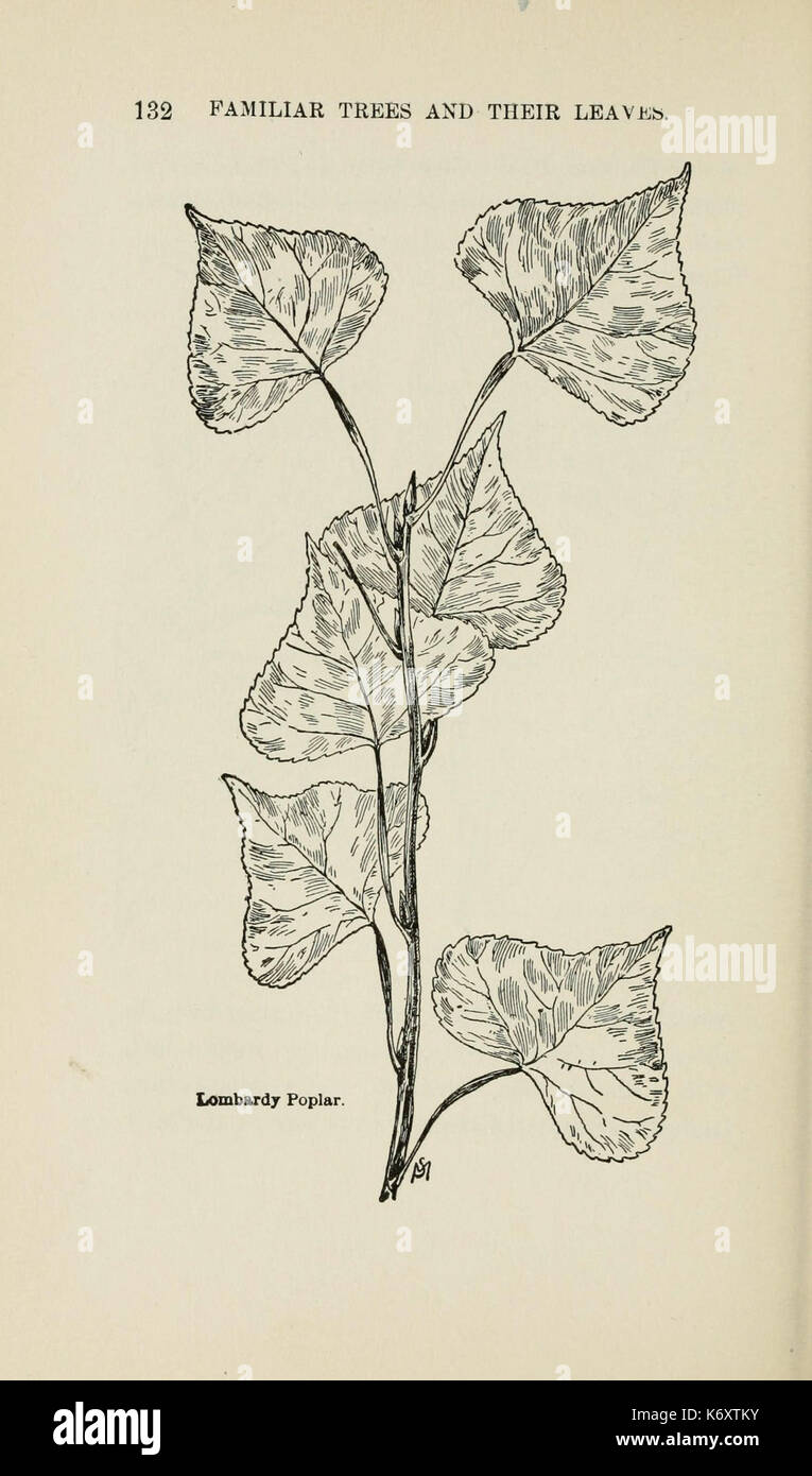 Familiar trees and their leaves, described and illustrated by F. Schuyler Mathews, with illus. in colors and over two hundred drawings by the author, and an introd. by L.H. Bailey (Page 132) (6254952416) Stock Photo