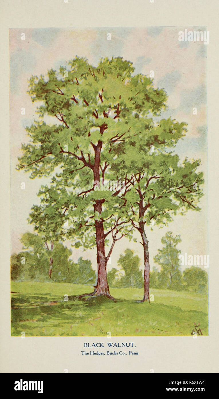 Familiar trees and their leaves, described and illustrated by F. Schuyler Mathews, with illus. in colors and over two hundred drawings by the author, and an introd. by L.H. Bailey (Plate) (6254424717) Stock Photo