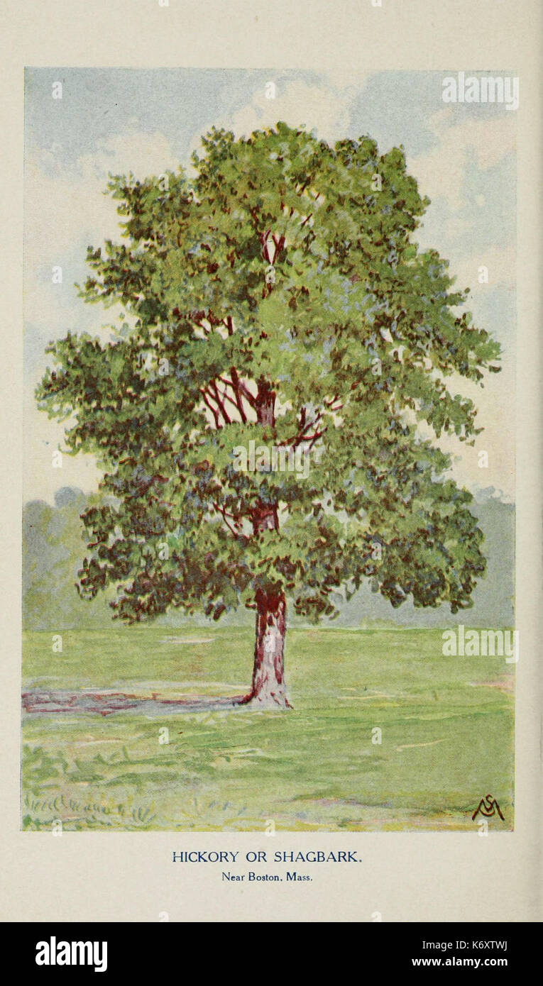 Familiar trees and their leaves, described and illustrated by F. Schuyler Mathews, with illus. in colors and over two hundred drawings by the author, and an introd. by L.H. Bailey (Plate) (6254425297) Stock Photo