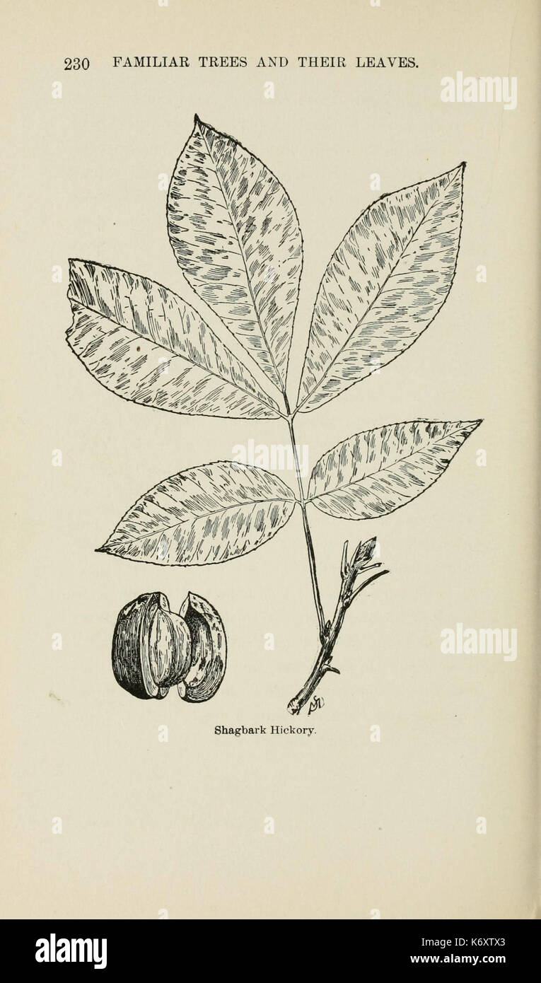 Familiar trees and their leaves, described and illustrated by F. Schuyler Mathews, with illus. in colors and over two hundred drawings by the author, and an introd. by L.H. Bailey (Page 230) (6254425649) Stock Photo