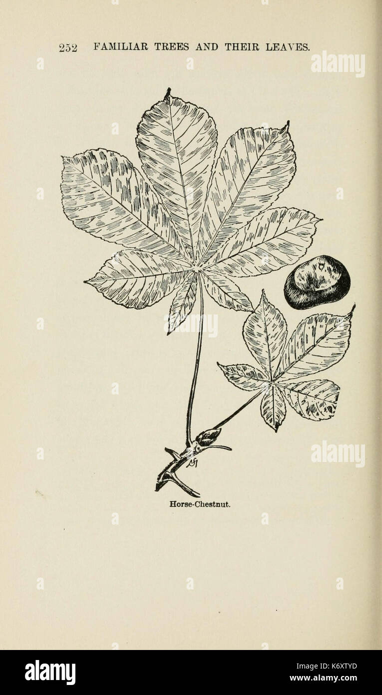 Familiar trees and their leaves, described and illustrated by F. Schuyler Mathews, with illus. in colors and over two hundred drawings by the author, and an introd. by L.H. Bailey (Page 252) (6254426227) Stock Photo