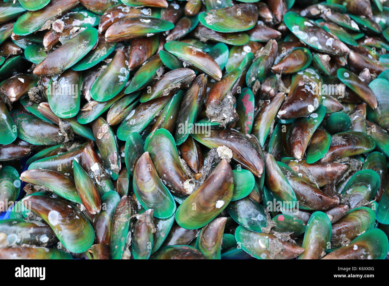 pile of fresh Mussel in the Thai seafood market. Stock Photo
