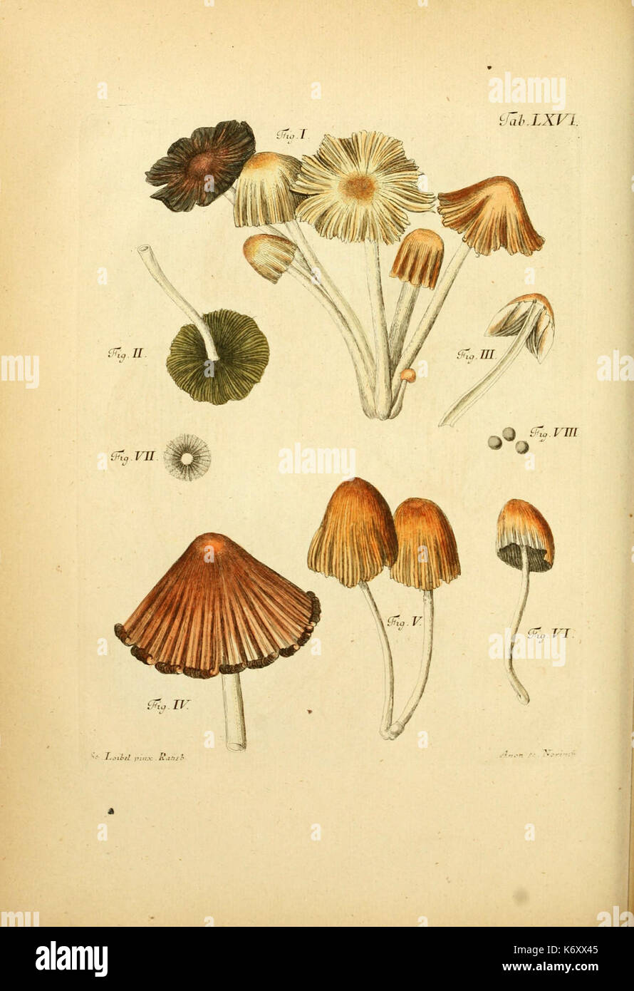 Fungorum qui in Bavaria et Palatinatu circa Ratisbonam nascuntur icones ...