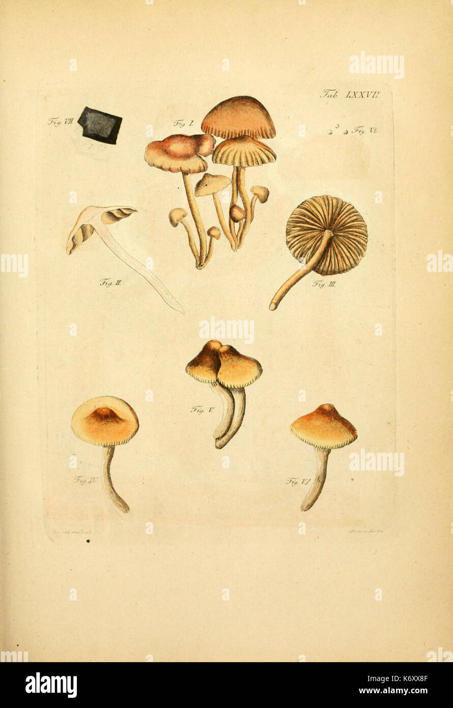 Fungorum qui in Bavaria et Palatinatu circa Ratisbonam nascuntur icones ...