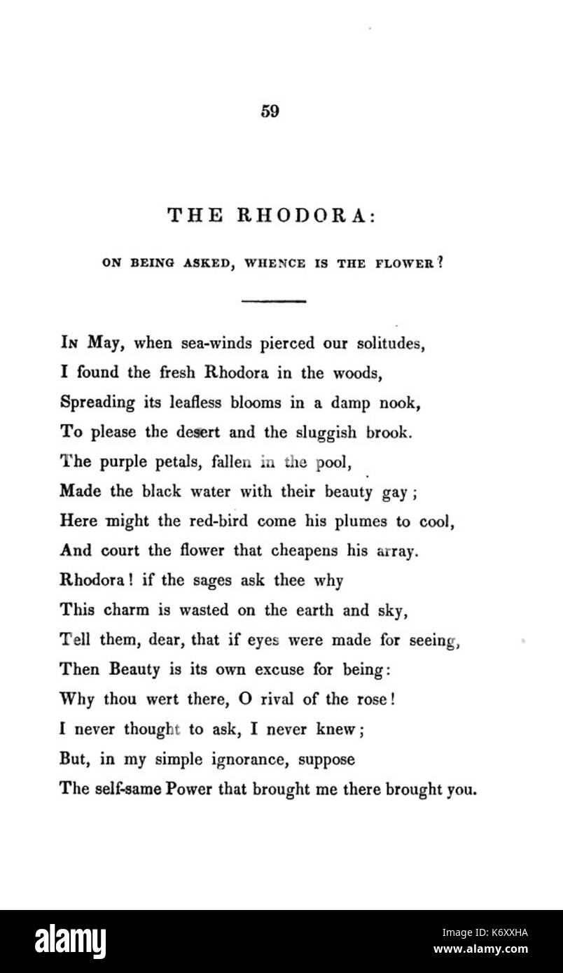 the rhodora