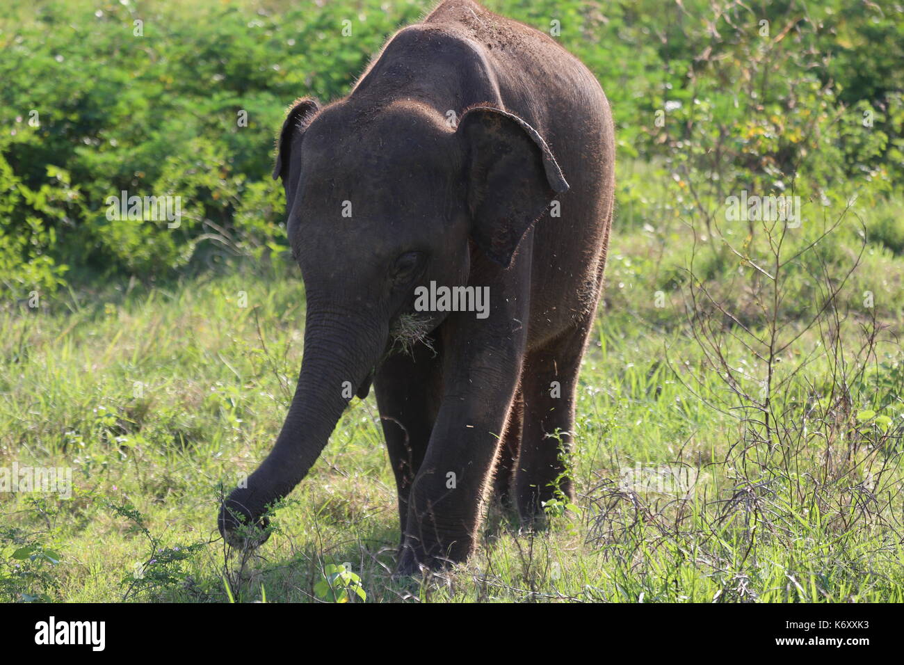 Baby Elephant, National Park in Sri Lanka, Jeep Safari Stock Photo