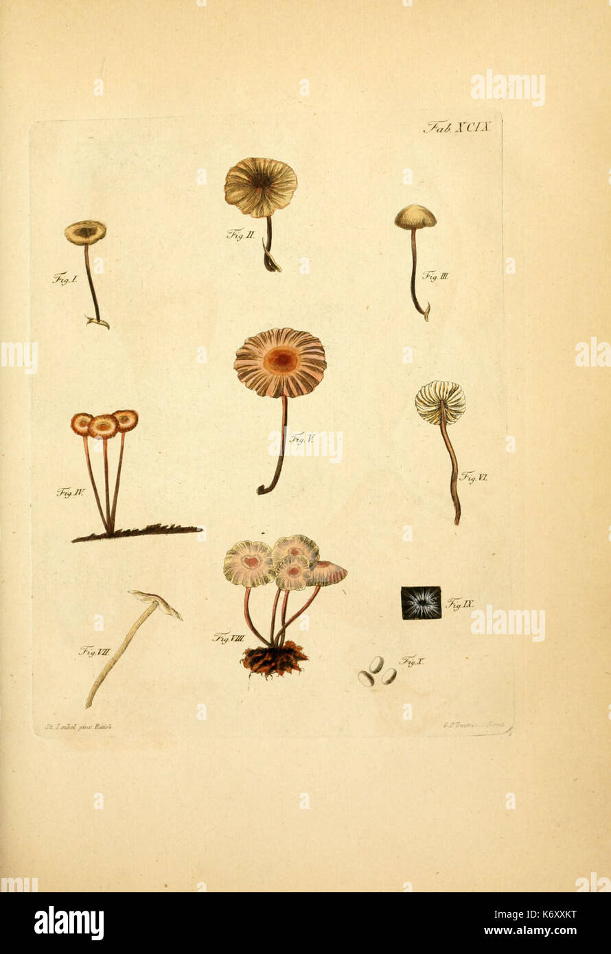 Fungorum qui in Bavaria et Palatinatu circa Ratisbonam nascuntur icones ...