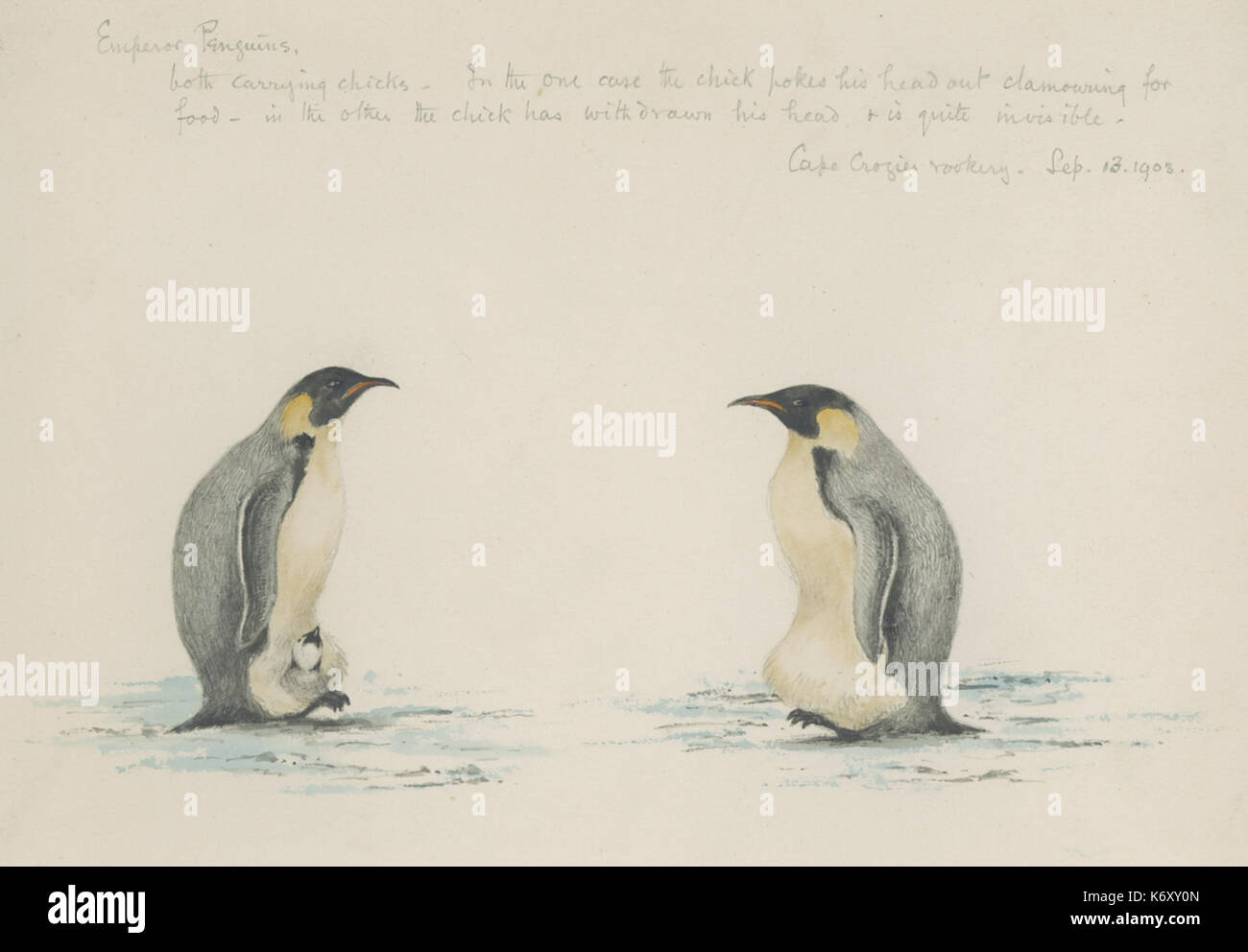 Edward wilson bird hi-res stock photography and images - Alamy
